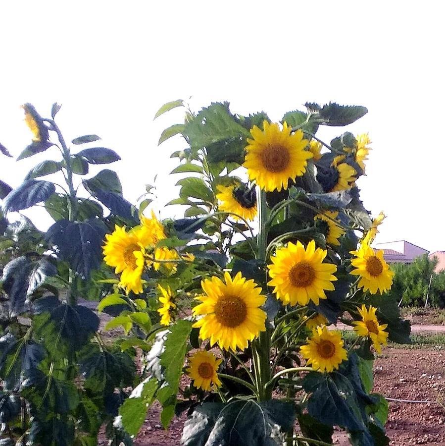 San Salvatore  Agriturismo S'Incant'E Sinis מראה חיצוני תמונה